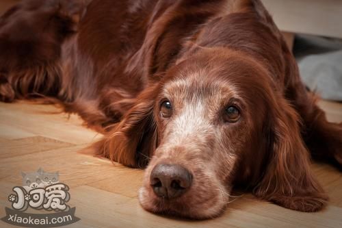 愛爾蘭雪達(dá)犬能吃雞蛋嗎 愛爾蘭雪達(dá)犬飲食禁忌