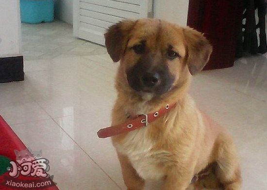 奇努克犬怎么洗澡 奇努克犬洗澡注意事項(xiàng)1