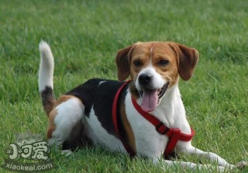 美國獵狐犬怎么美容 美國獵狐犬美容方法