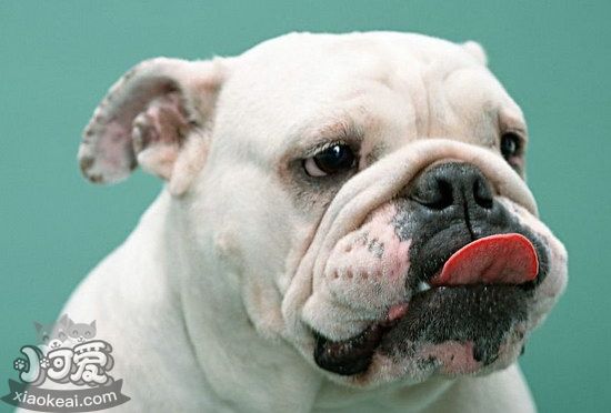 英國(guó)斗牛犬怎么修剪指甲 英國(guó)斗牛犬剪指甲方法1