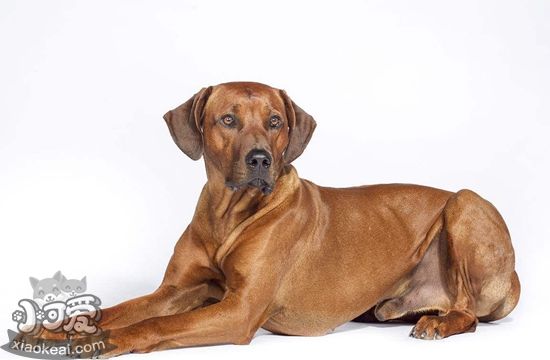 羅得西亞脊背犬好養(yǎng)嗎 獵獅犬喂養(yǎng)要點(diǎn)