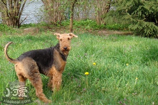 萬(wàn)能梗吐黃水怎么辦 不吃飯吐黃水解決辦法