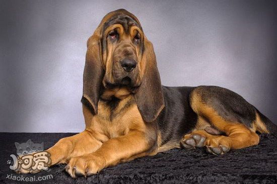 尋血獵犬拉稀怎么辦 尋血獵犬拉肚子解決方法1