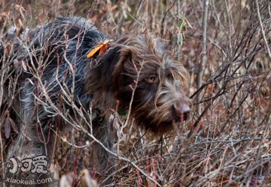 剛毛指示格里芬犬耳朵如何清潔