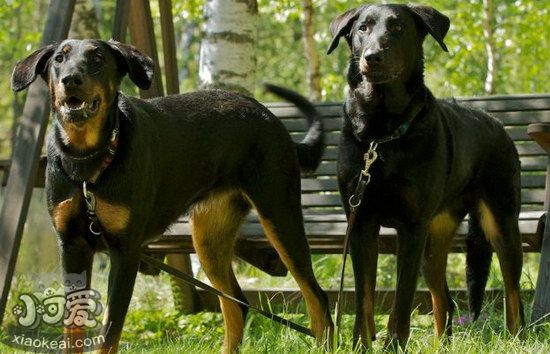 法國狼犬嘔吐怎么辦 法國狼犬嘔吐不吃東西解決辦法1