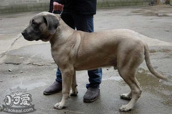 馬士提夫犬發(fā)燒怎么解決 馬士提夫獒犬發(fā)燒處理方案1