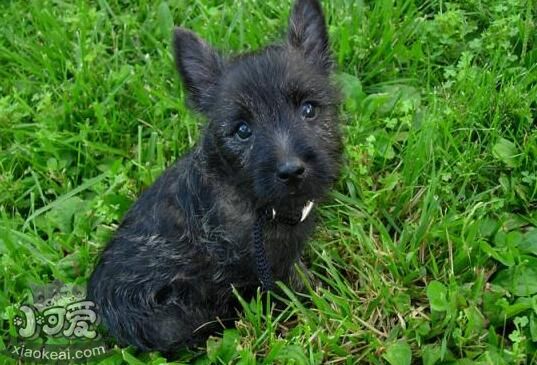 凱恩梗牙齒怎么清潔 凱恩梗牙齒清潔方法