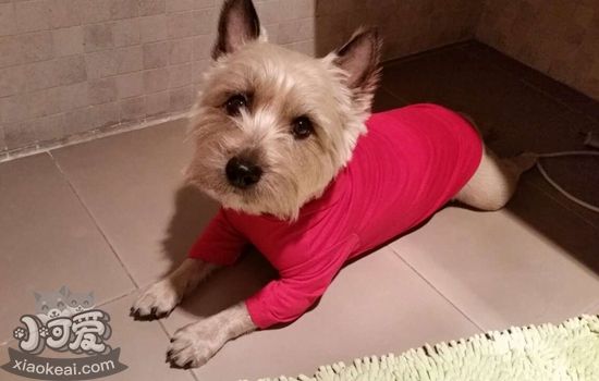 凱恩梗得了空調(diào)病怎么辦 空調(diào)病防治方法