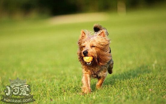 澳大利亞梗身上有跳蚤怎么辦 澳洲梗跳蚤消滅方法