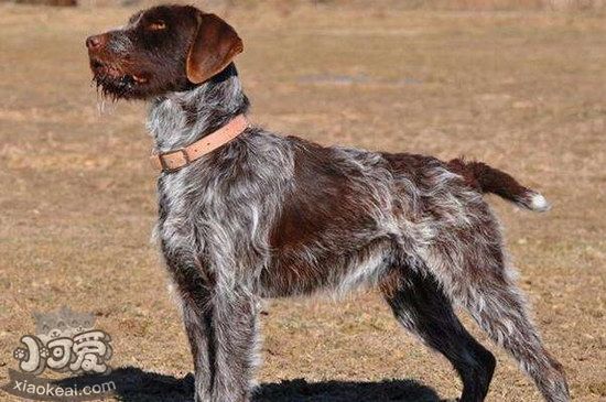 卷毛尋回犬怎么驅(qū)蟲 卷毛尋回犬驅(qū)蟲方法1