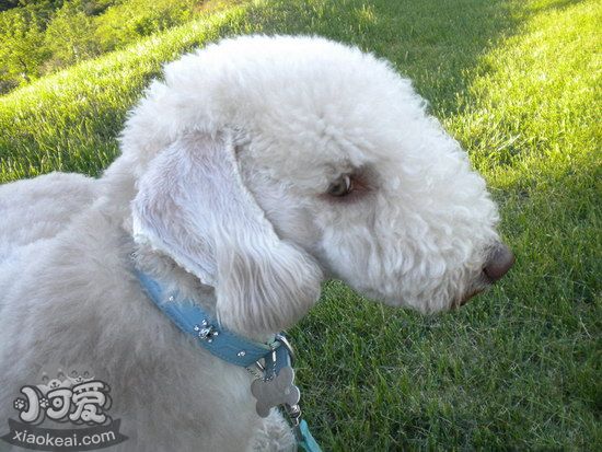 貝靈頓梗細(xì)小病毒癥狀及治療方法1