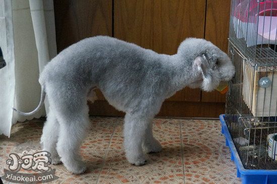 貝靈頓梗嘔吐怎么辦 貝靈頓梗嘔吐拉稀原因及處理方法