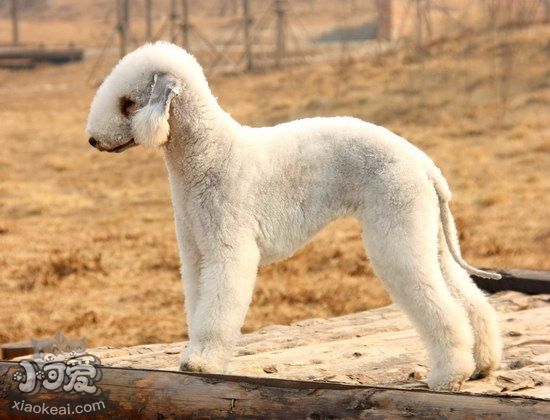 貝靈頓梗耳朵怎么清潔 貝靈頓梗耳朵護理方法1