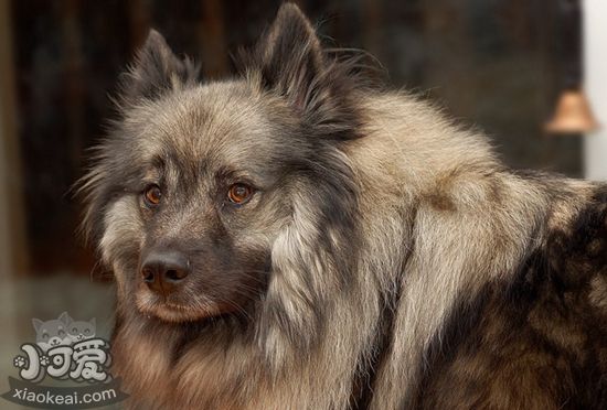 荷蘭毛獅犬感冒怎么辦 荷蘭毛獅犬感冒治療方法