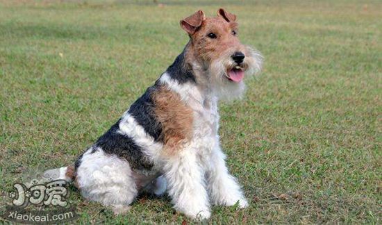 剛毛獵狐?？诔粼趺崔k 剛毛獵狐?？诔艚鉀Q辦法