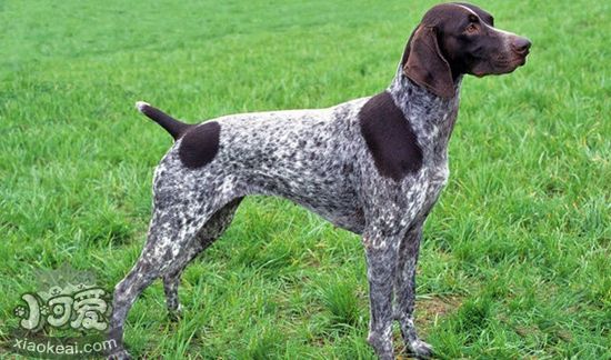 德國短毛波音達(dá)嘔吐怎么回事 嘔吐原因介紹