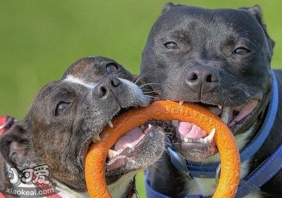 怎么給斯塔??ざ放9K⒀?斯塔福郡斗牛梗刷牙步驟1