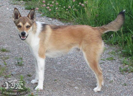 挪威倫德獵犬發(fā)燒怎么解決 挪威倫德獵犬發(fā)燒解決方案1