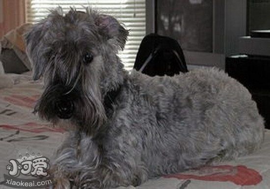 錫利哈姆梗趴下怎么訓(xùn)練 錫利哈姆梗躺下訓(xùn)練教程1