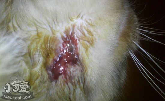 貓貓皮膚病怎么治療1