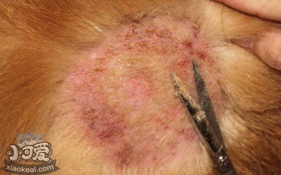 貓貓皮膚病怎么治療2