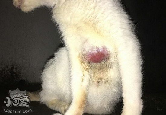 貓貓皮膚病怎么治療7