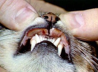 貓貓皮膚病怎么治療8