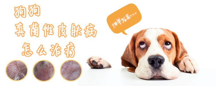 狗狗真菌性皮膚病怎么治療