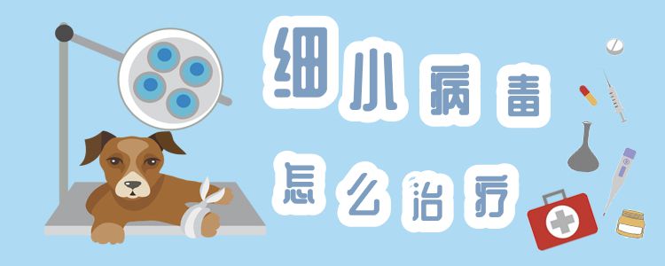 細(xì)小病毒怎么治療1