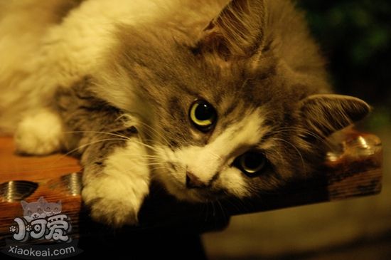 挪威森林貓絕育后怎么護(hù)理 絕育后護(hù)理要點(diǎn)