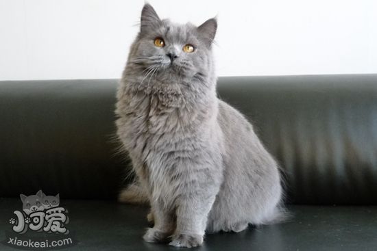英國(guó)長(zhǎng)毛貓什么時(shí)候絕育好 英國(guó)長(zhǎng)毛貓絕育最佳時(shí)間