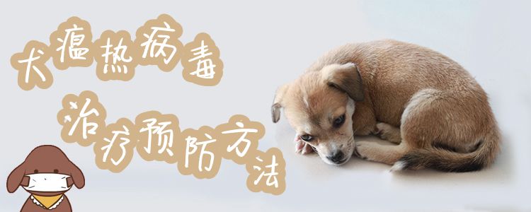 犬瘟熱病毒治療預(yù)防方法1