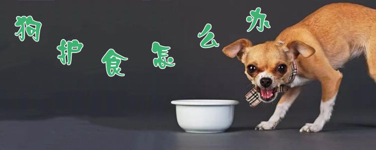 狗狗護(hù)食怎么調(diào)教