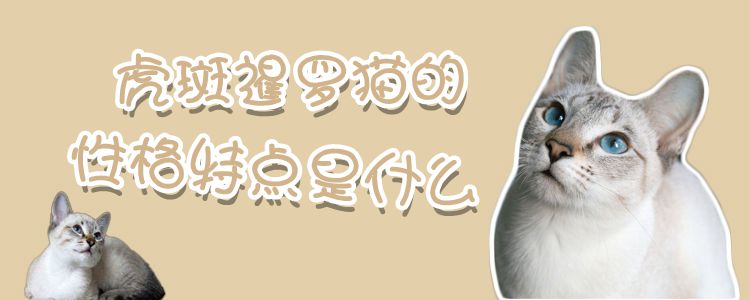 虎斑暹羅貓的性格特點是什么