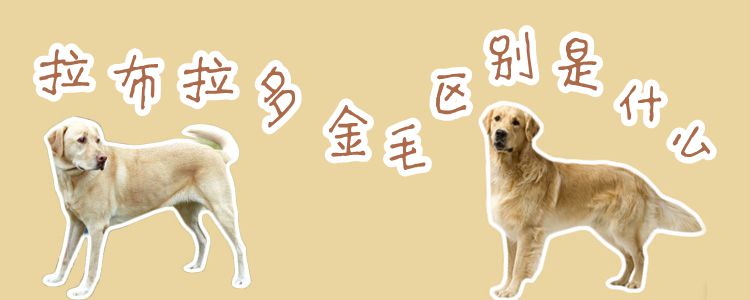 拉布拉多和金毛區(qū)別