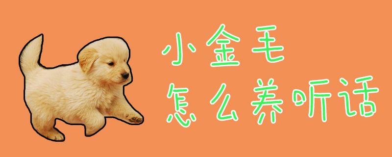 小金毛怎么養(yǎng)聽話