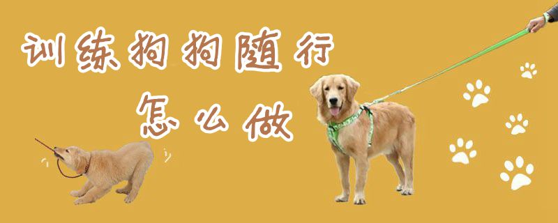 訓(xùn)練狗狗隨行怎么做