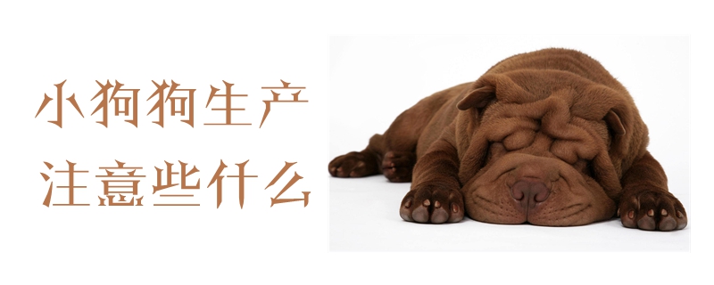 小狗狗生產(chǎn)注意些什么