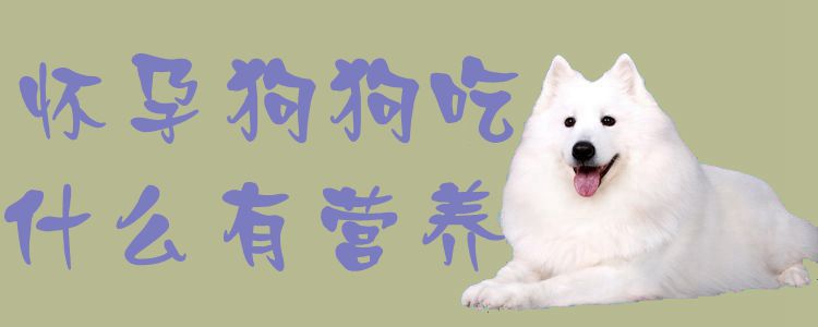 懷孕狗狗吃什么有營(yíng)養(yǎng)1