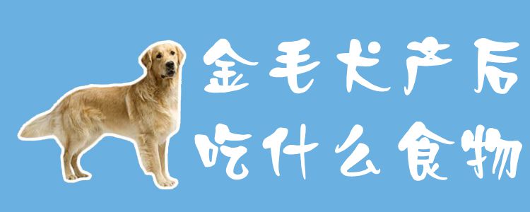金毛犬產(chǎn)后吃什么食物1