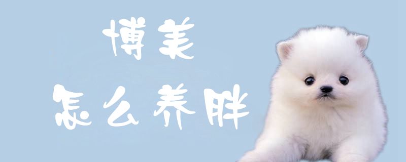 博美怎么養(yǎng)胖1
