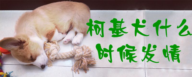 柯基犬什么時候發(fā)情1