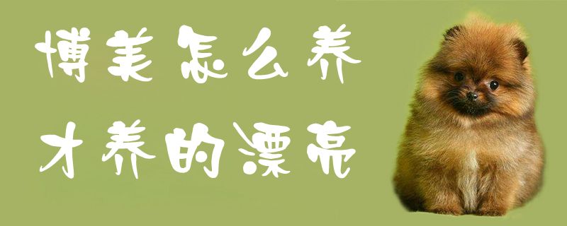 博美怎么養(yǎng)才養(yǎng)的漂亮1