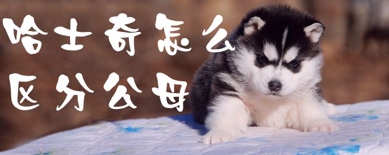 哈士奇怎么區(qū)分公母1