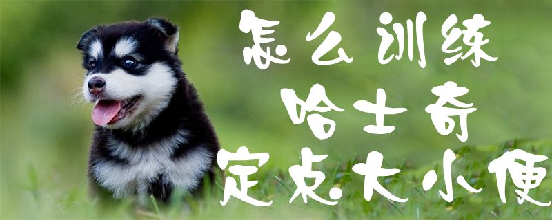怎么訓(xùn)練哈士奇定點(diǎn)大小便1
