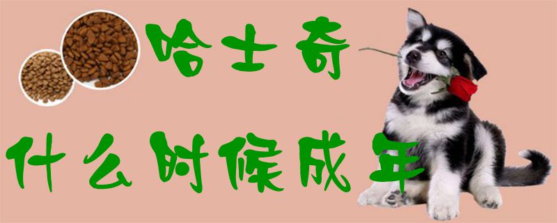 哈士奇什么時候成年1
