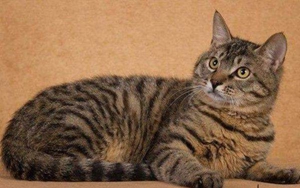 中國貍花貓怎么養(yǎng) 成年貍花貓飼養(yǎng)指南