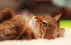 幼貓糧與成年貓糧有什么區(qū)別 二者區(qū)別介紹