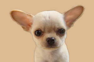 吉娃娃口臭怎么辦