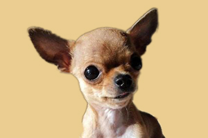 吉娃娃喂什么長的快